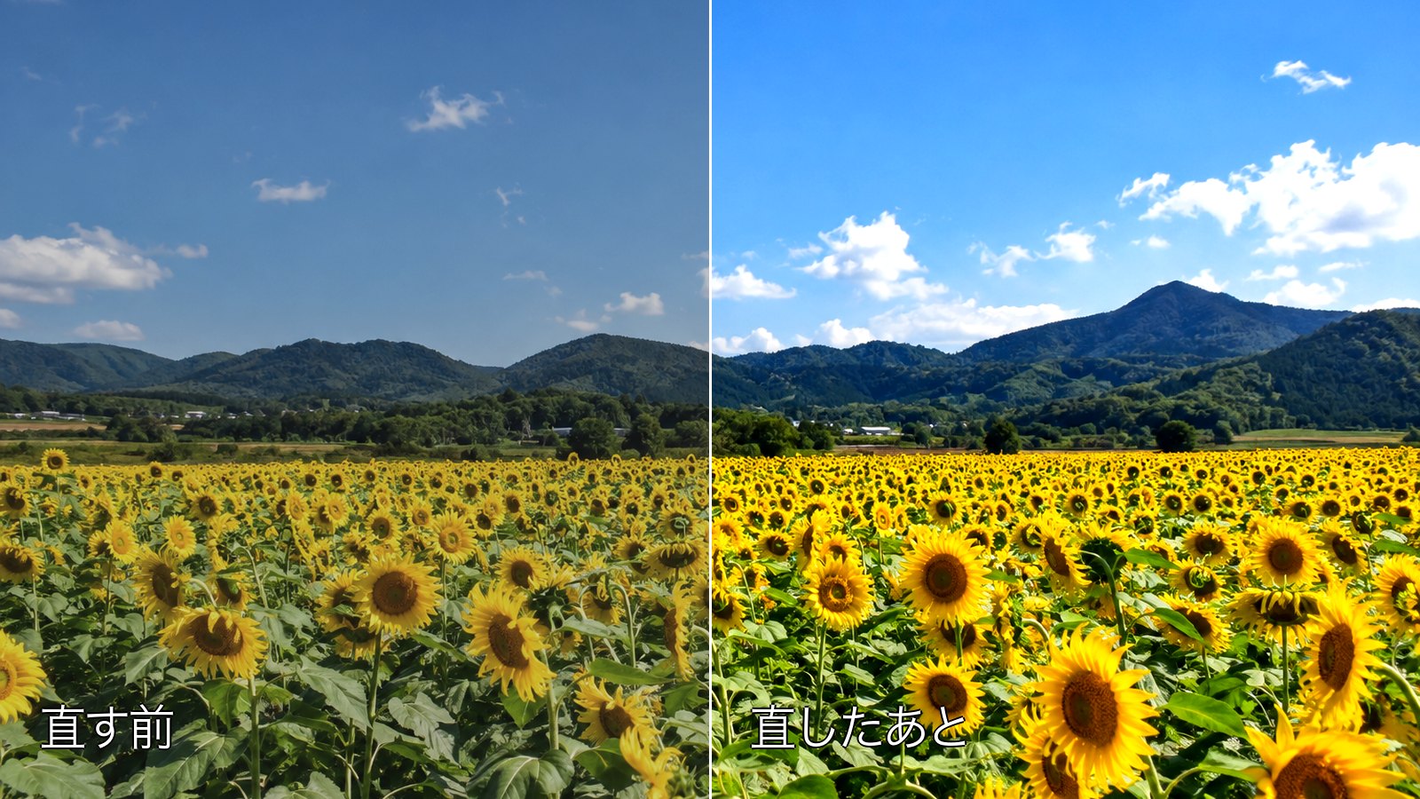 ひまわり畑と山並みの写真。左半分が直す前で少し色あせて眠く、右半分が直したあとで空の青とひまわりの黄が戻っている